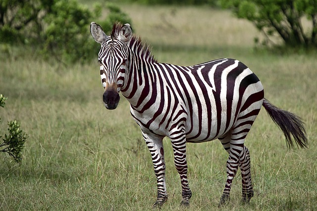 How Much Does a Zebra Cost Can You Keep Zebra as a Pet
