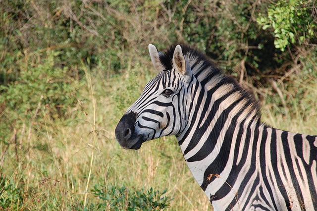 How Much Does a Zebra Cost Can You Keep Zebra as a Pet